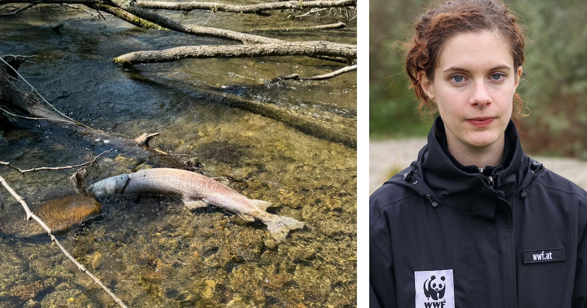 Sauerstoff fehlt im Wasser - Hitzewelle tötet seltene Fische in der Pielach