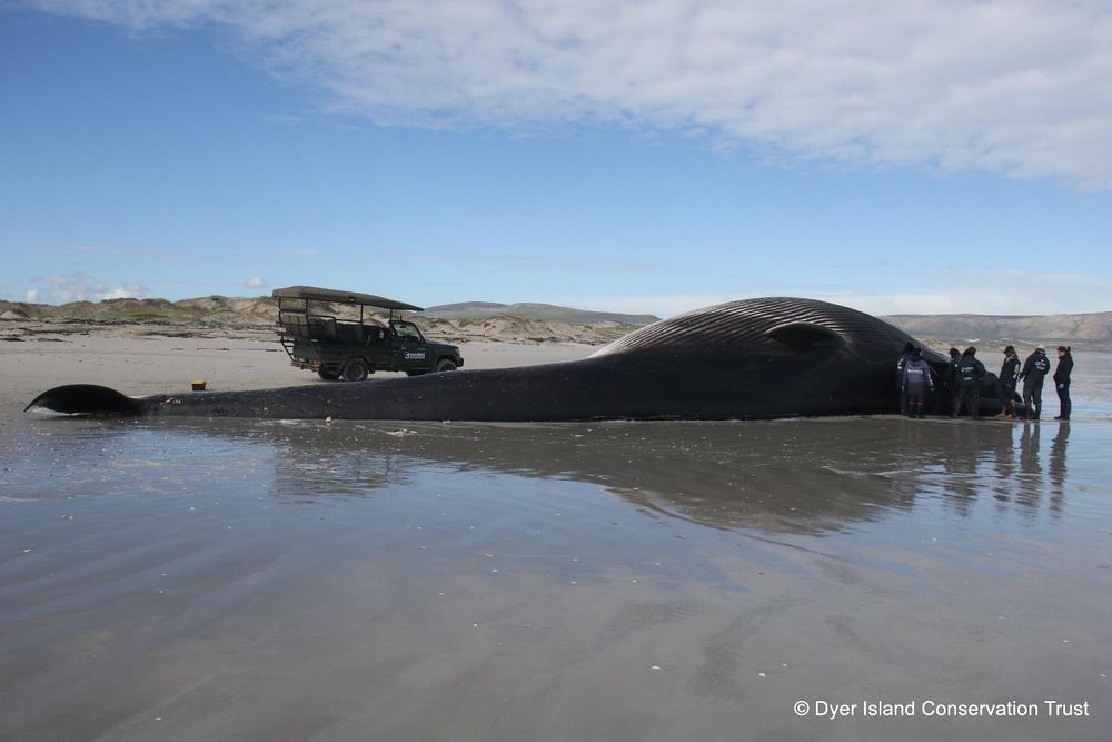 PICS: Rare 23-metre fin whale washes ashore near Gansbaai