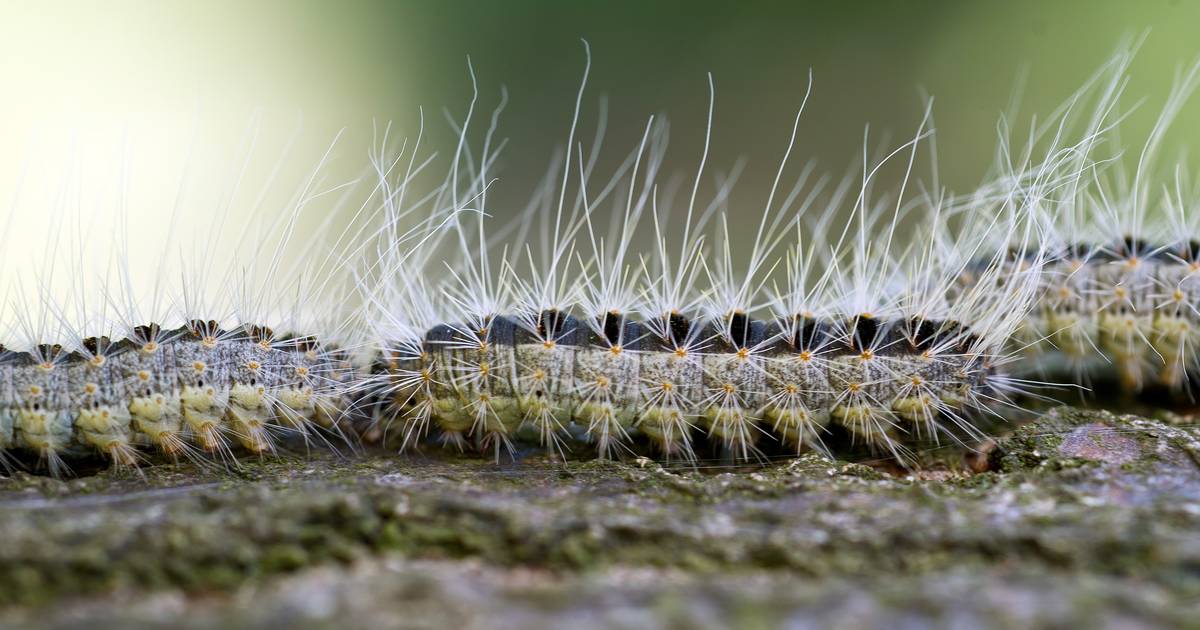 The 'larva from hell' is loose. Pest control expert urges all garden owners to act