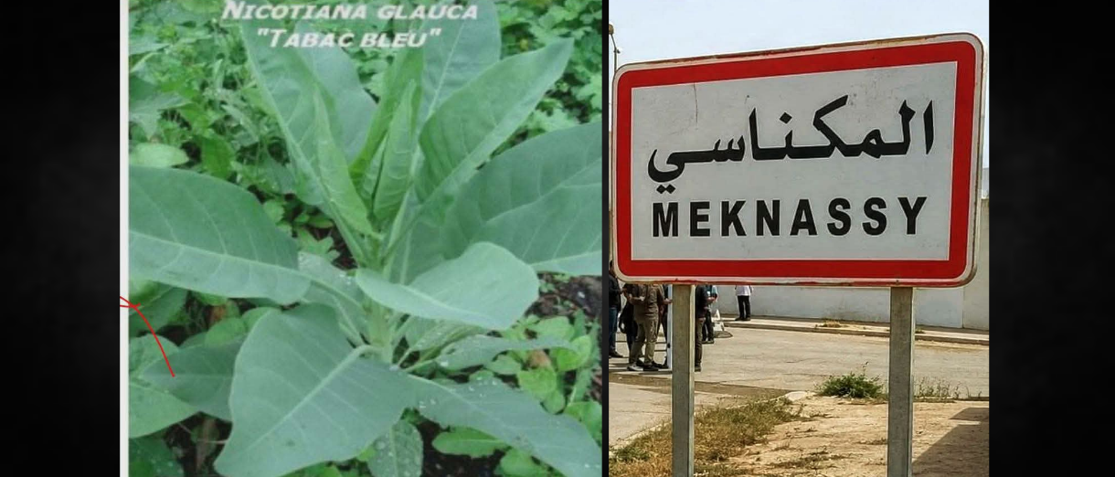 Intoxication alimentaire à Meknassy | L’INSSPA dévoile les résultats des analyses