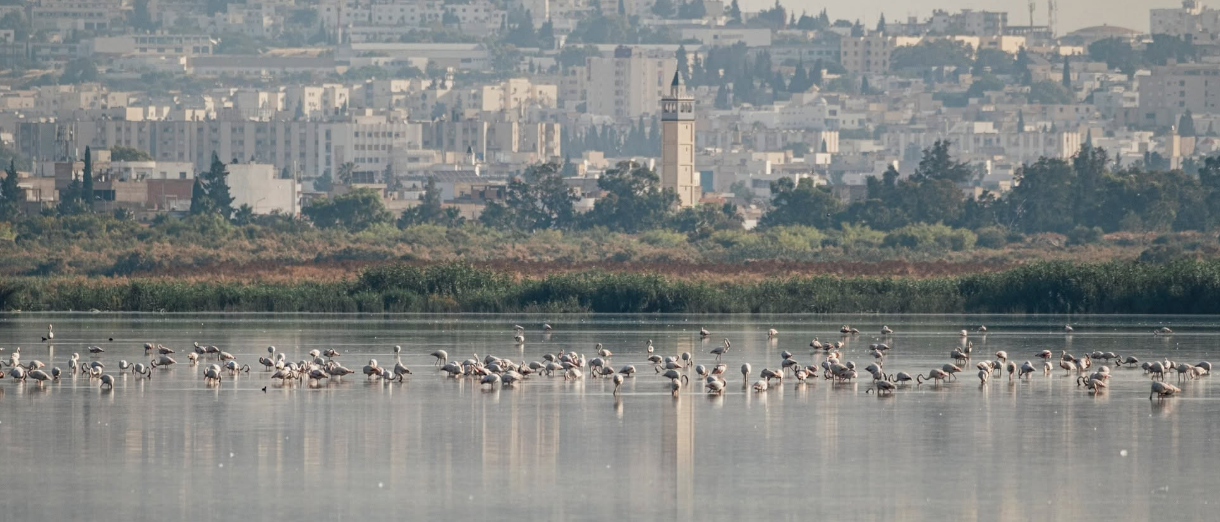 Sebkhet Sejoumi | Focus sur la sauvegarde des oiseaux d’eau menacés