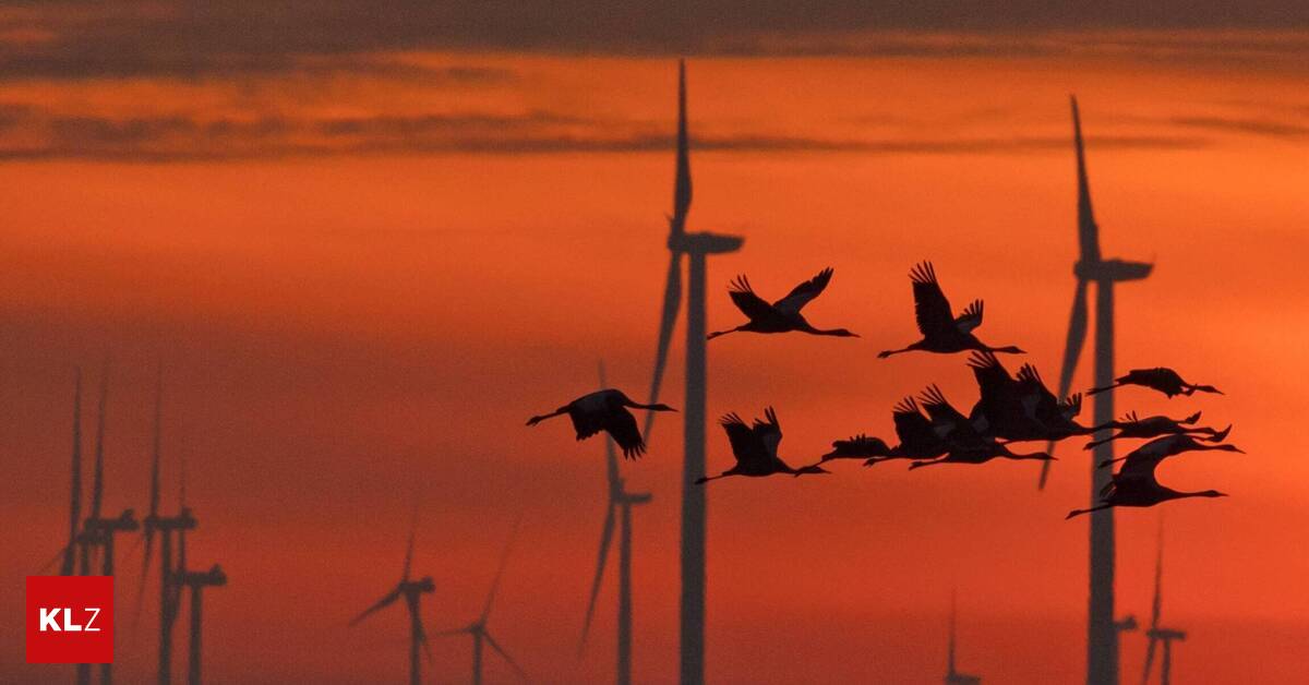 Gezielte Abschaltung von Windrädern kann Millionen Zugvögel schützen