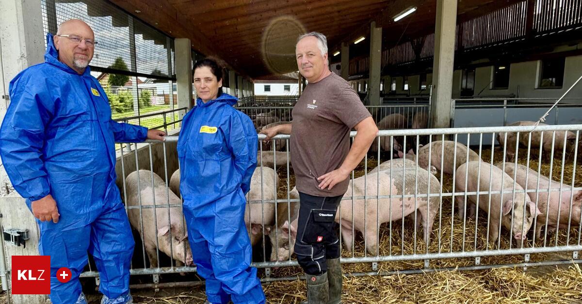 Massenanzeigen gegen Bauern – doch 96 Betriebe halten gar keine Schweine