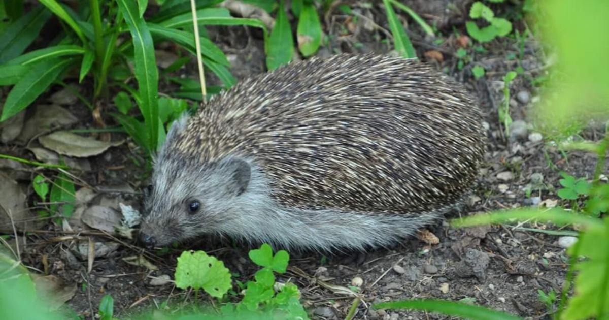 Halbmarathon für Igel: Gartenvignette feiert neuen Rekord