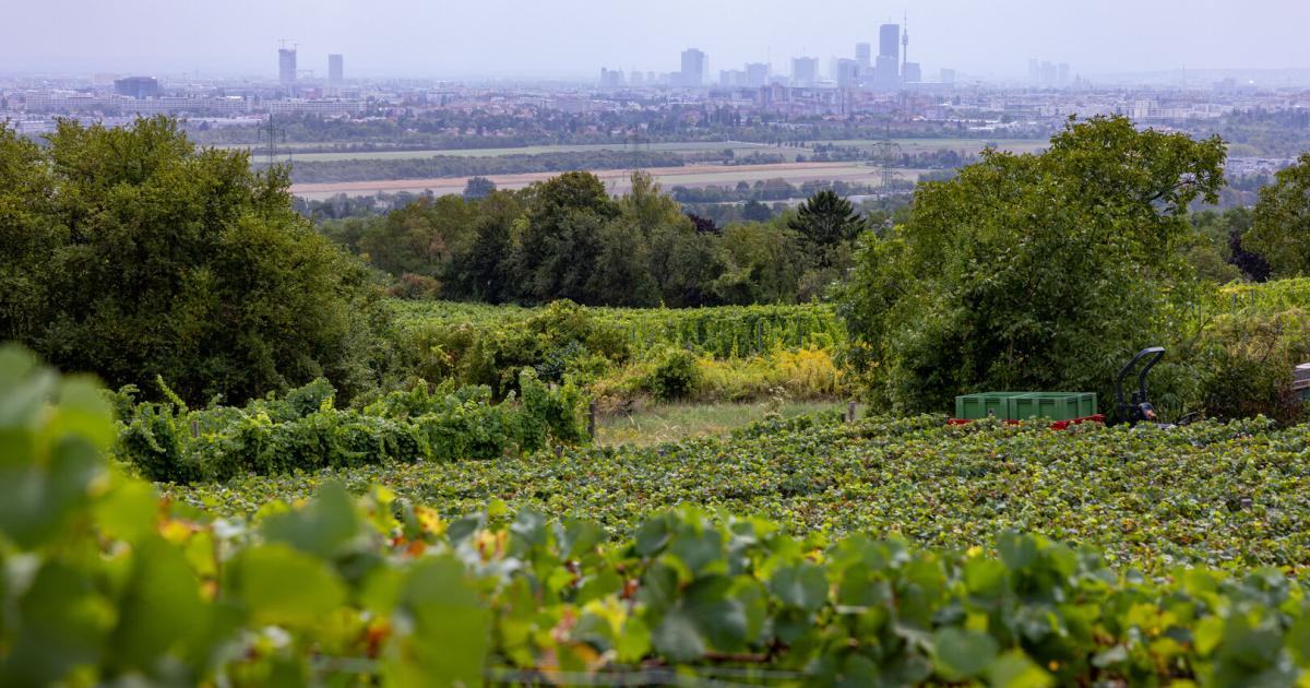 „In einem Tag ist unser Wein ausgetrunken“