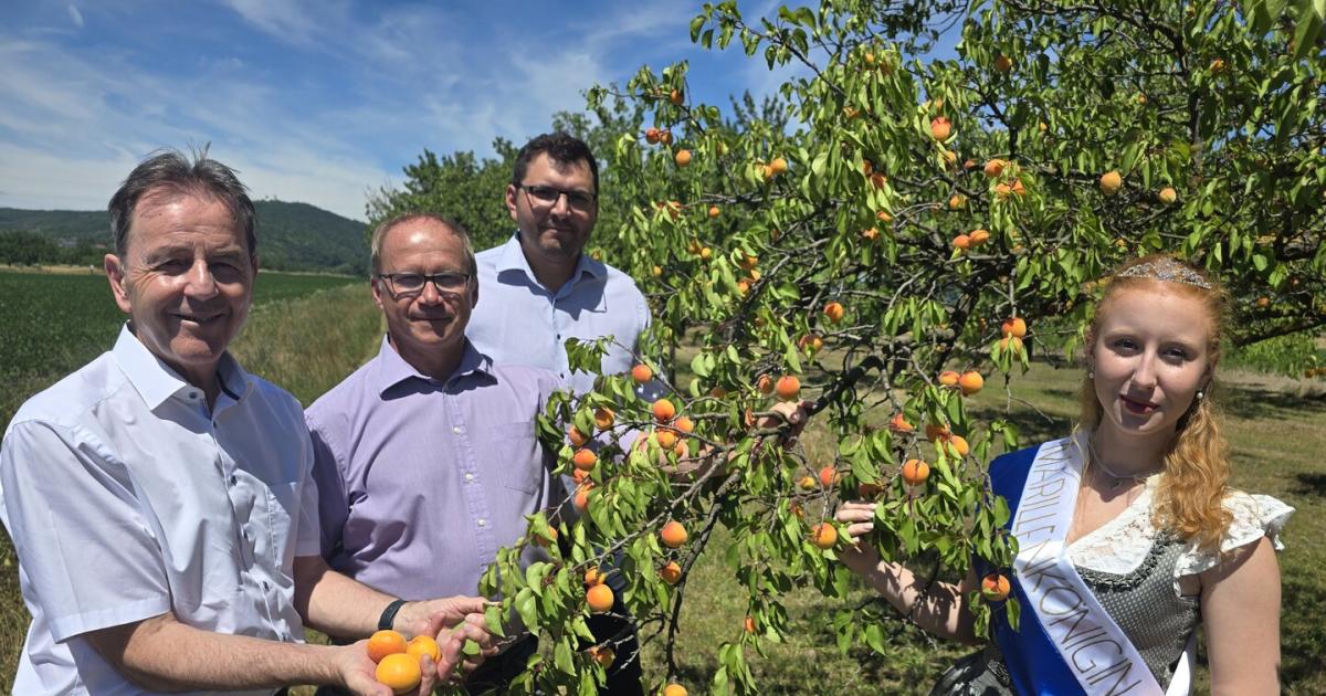 Die Marillenernte startet im Burgenland mit einem bitteren Beigeschmack
