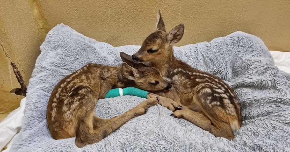 Tierschutz Austria am Limit: 250 Wildtiere an einem Wochenende aufgenommen