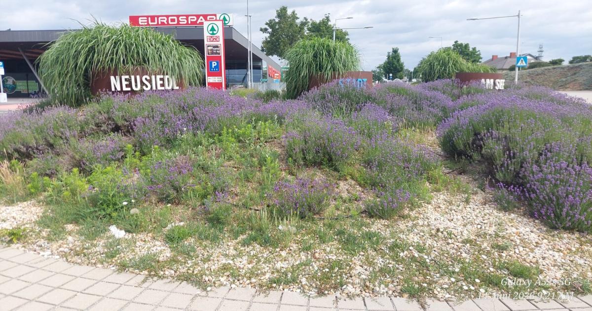 Heated dispute over withered plants in Neusiedl am See