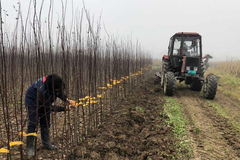 5:15OD SRPSKIH VOĆNJAKA DO DRUGOG KRAJA SVETA! Čačanski institut stvorio 45 sorti voća cenjenih širom planete, čuvena šljiva "LEPOTICA" kao kruna svega (FOTO)