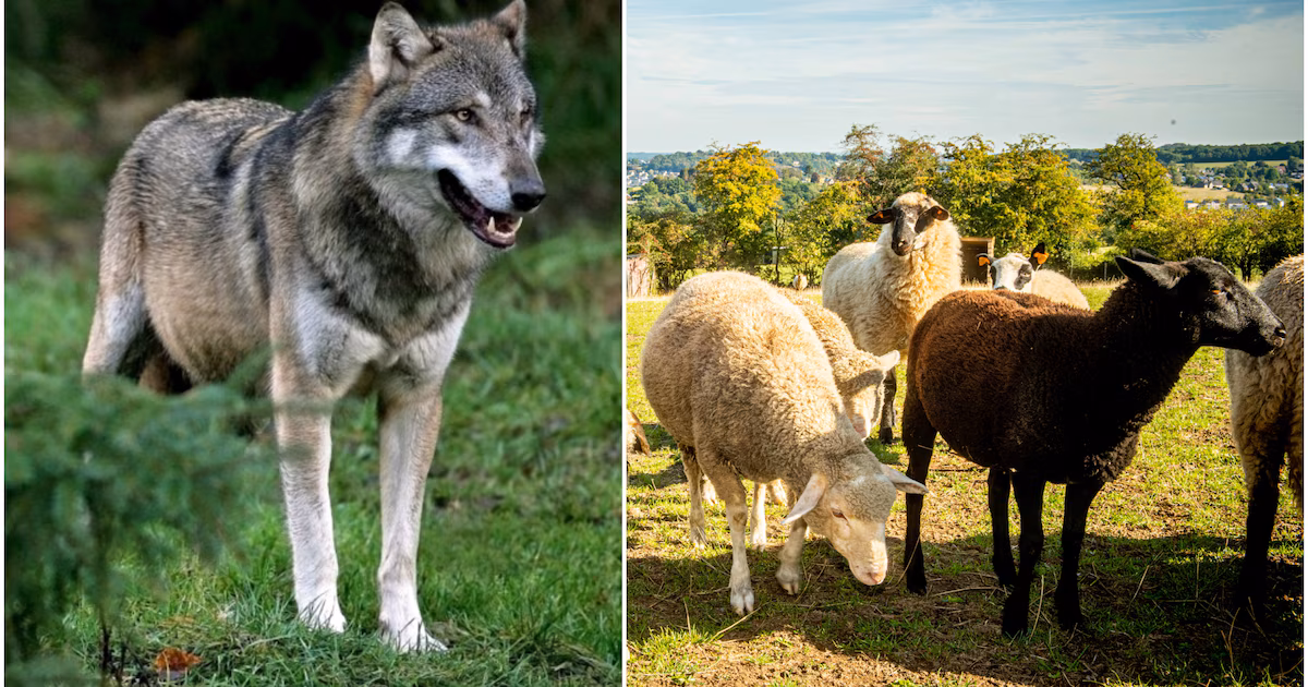 Une brebis probablement tuée par un loup à la Fermette de l'Apem-T21 à Heusy : "On pense qu'elle s'est sacrifiée pour sauver son bébé"