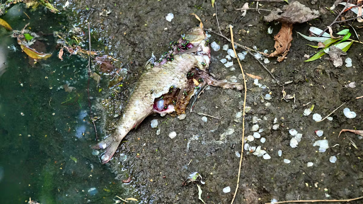 Faune aquatique menacée: l'AGE surveille les rivières luxembourgeoises face à la canicule