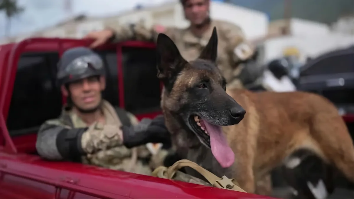 Rescate emocionante en Venezuela: el perro argentino Bart halló a dos nenes bajo los escombros