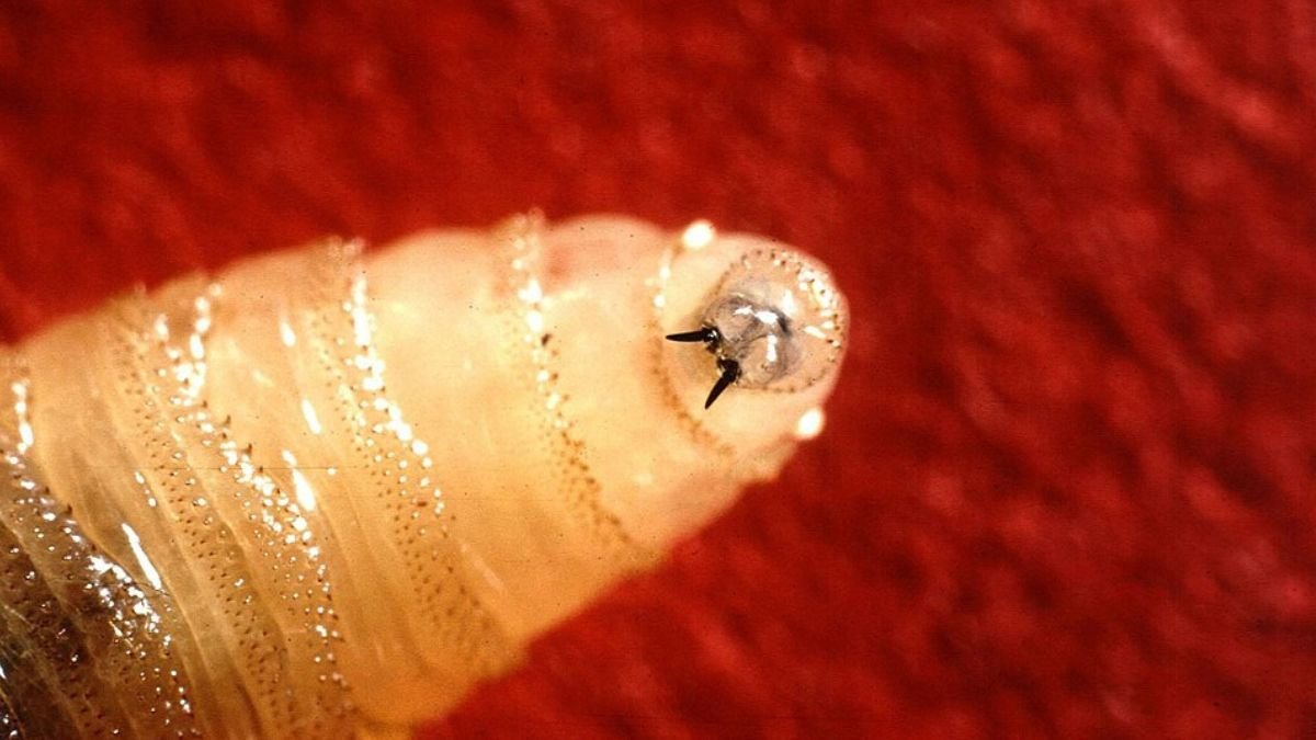 Une future crise agricole provoquée par Donald Trump aux Etats-Unis ? Comment une mouche mangeuse de chair, éradiquée depuis des décennies, fait son retour à cause des décisions