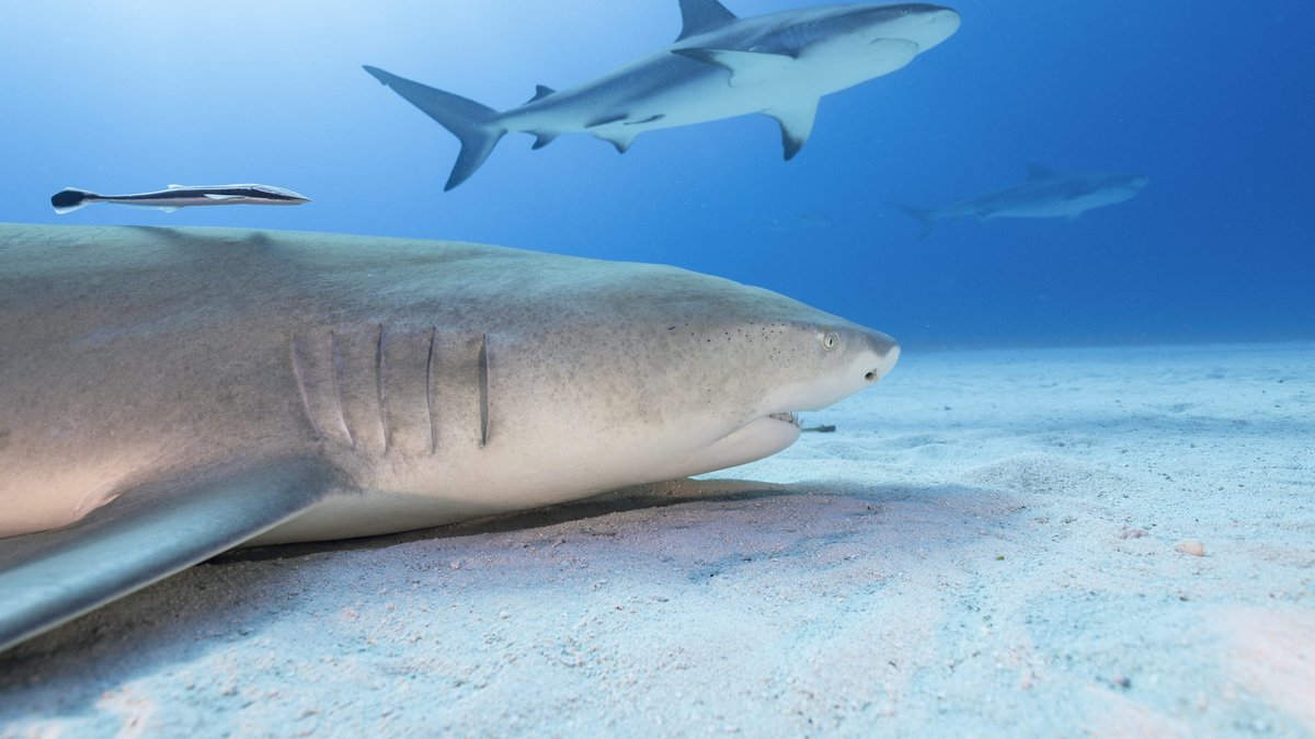 "Malheureusement, il n’a pas pu être ranimé"... Un plongeur d’une trentaine d’années meurt lors d’une attaque d’un requin de 4,5 mètres en Australie