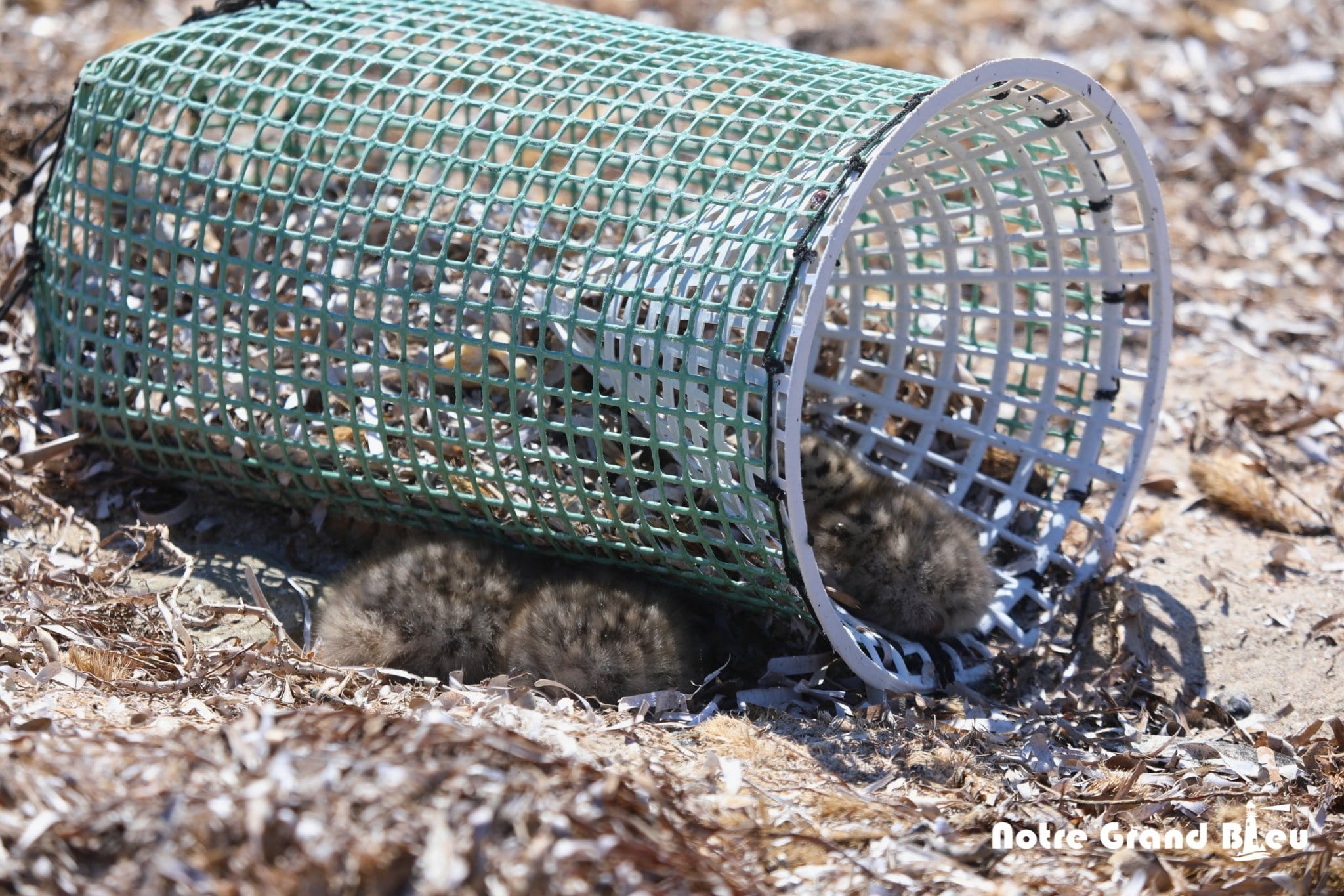 Îles Kuriat : alerte écologique après la découverte de poussins piégés dans des déchets plastiques