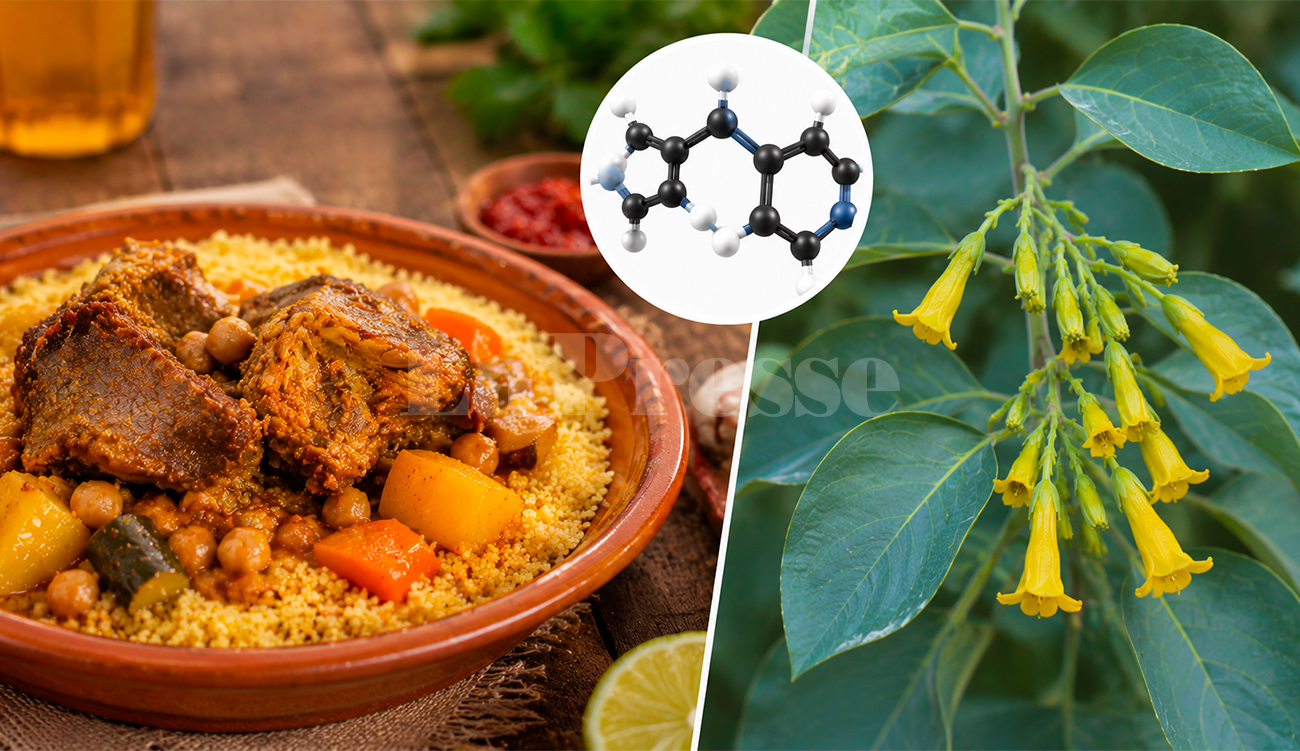 Intoxication alimentaire en Tunisie : que sait-on de l’anabasine détectée dans l’osbène ?