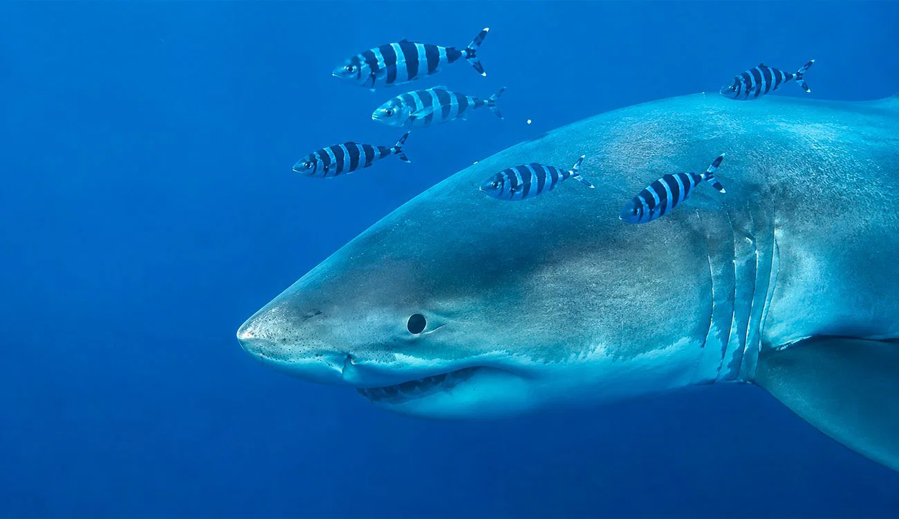 Un grand requin blanc observé entre la Sicile et Tunis : la vidéo qui émeut les scientifiques