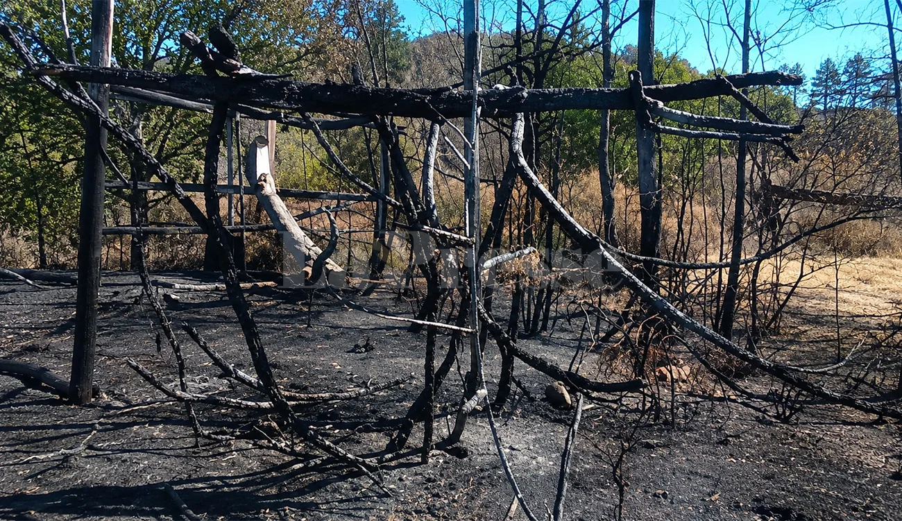 Aïn Draham : plusieurs animaux ont péri dans l’incendie qui a ravagé six hectares de forêts