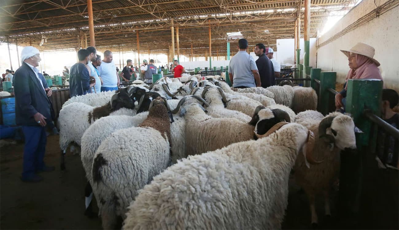 Vente des animaux de sacrifice : Entre théorie et pratique
