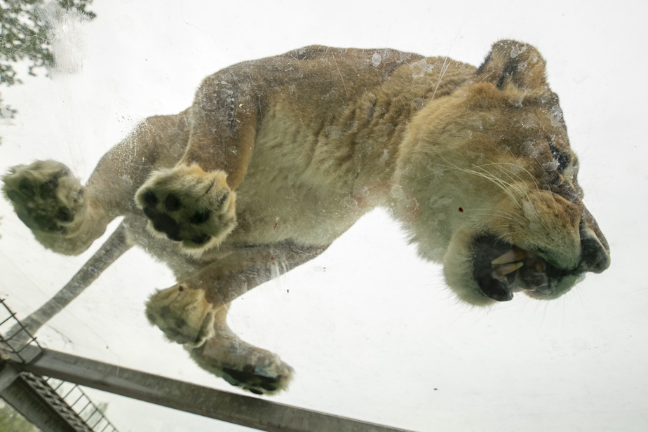 Fire brought under control in the feline tunnels at Parc Safari