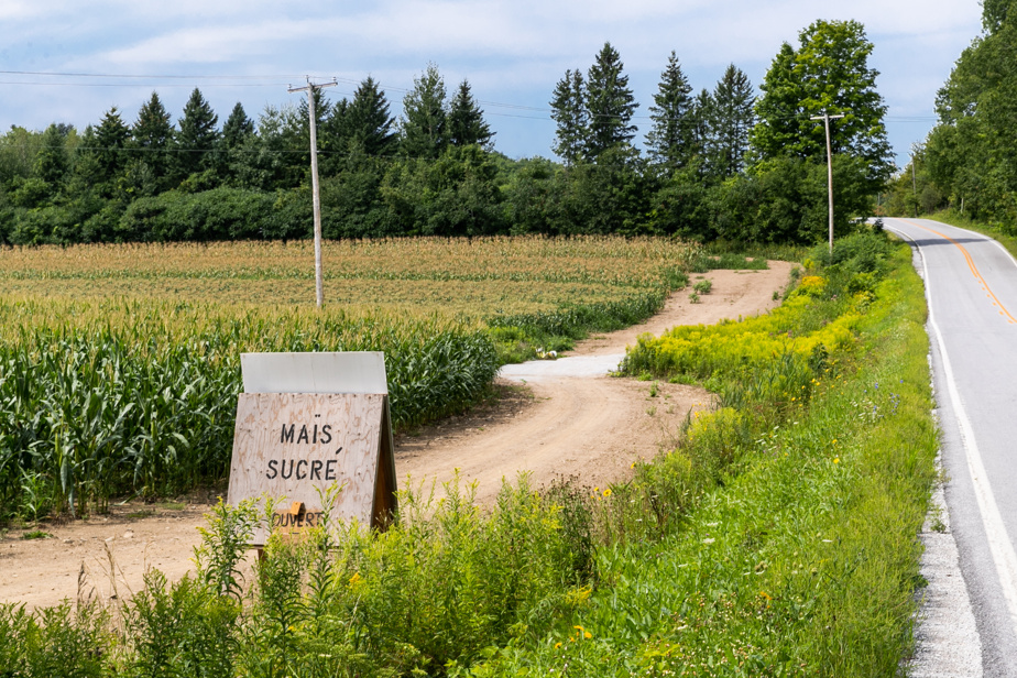 Rendements exceptionnels Au revoir les prix salés pour le maïs