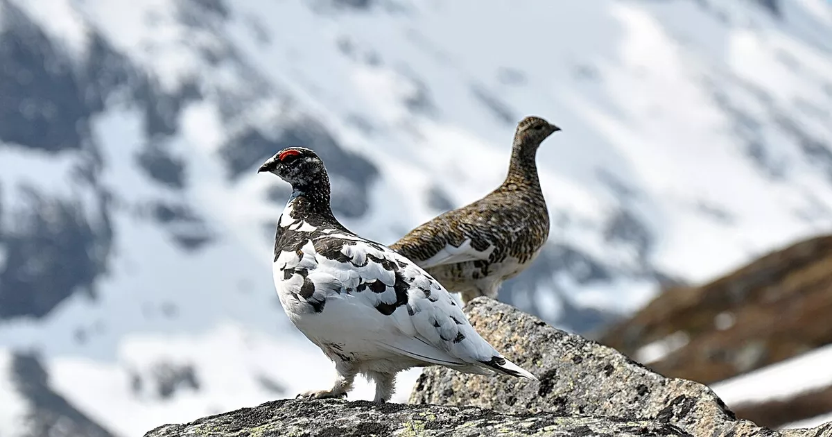 Court orders state to suspend ptarmigan hunting for five years