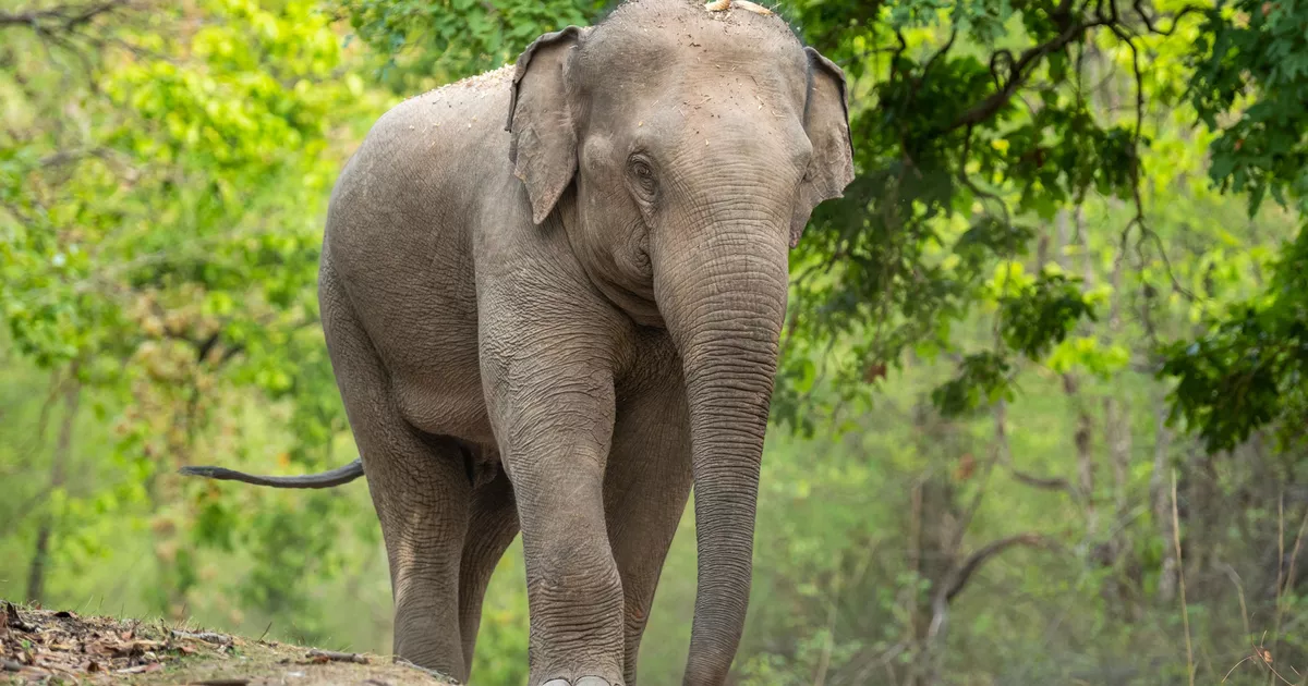 «Ils ne doivent pas souffrir au nom de nos divertissements» : des stars de Bollywood appellent à remplacer les éléphants par l’IA