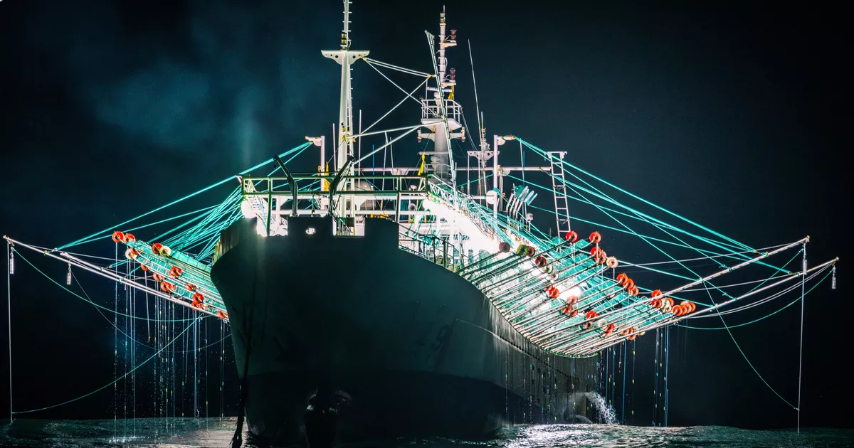 Un rapport accablant sur la pêche « à la lumière », dominée par la Chine, qui vide les océans de leurs calmars