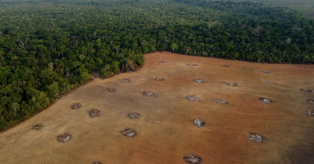 En limitant les précipitations, la déforestation fait dangereusement chuter les rendements agricoles