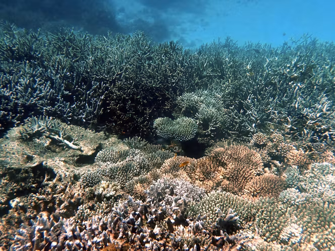 With average temperatures above 21°C, oceans approach new heat records