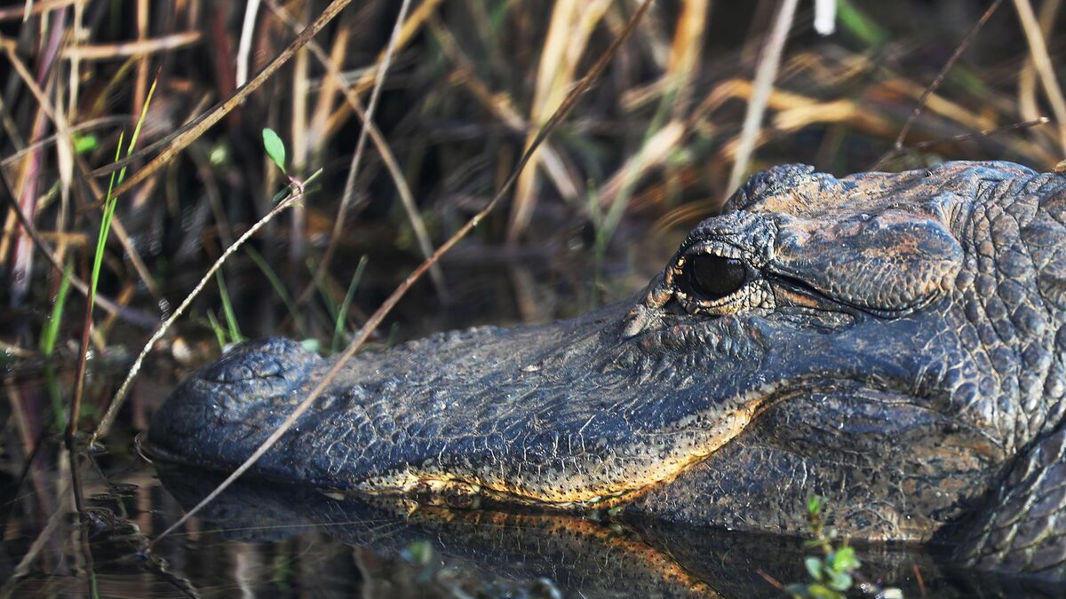 Streameur filme tirs sur alligator, enquête ouverte aux États-Unis