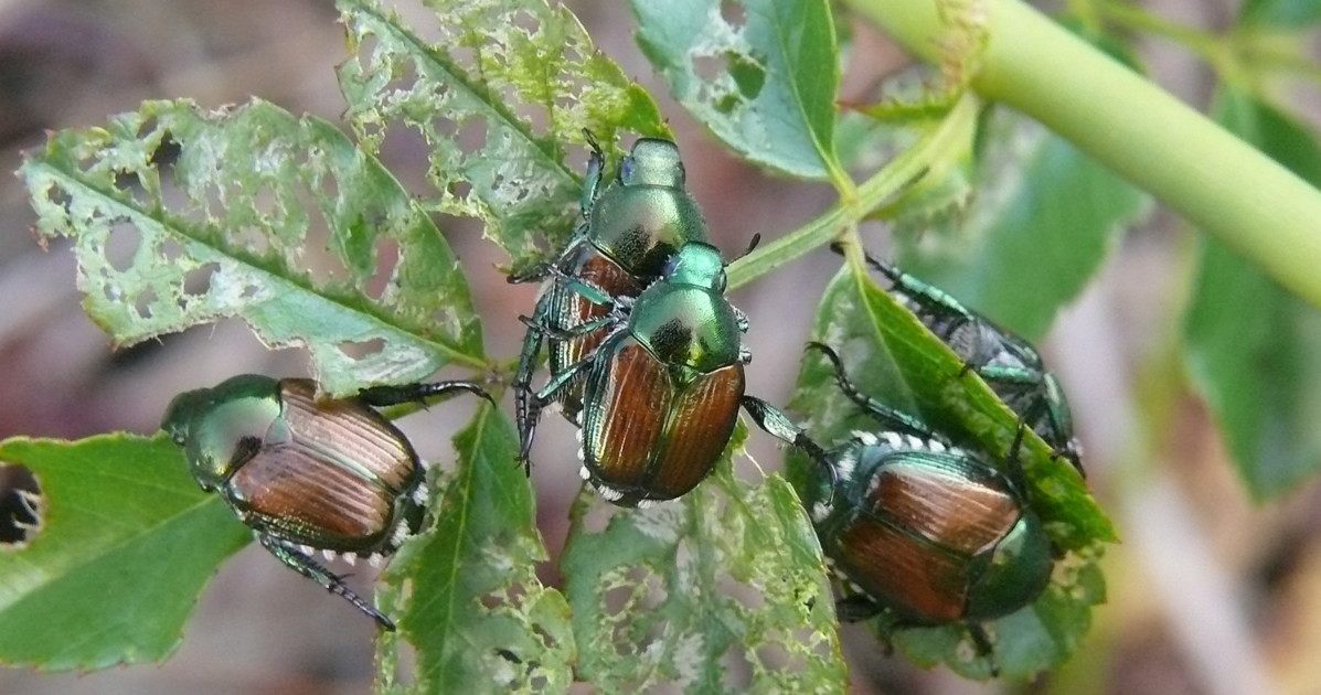 Popillia japonica, Milano invasa dallo scarabeo giapponese: perché è pericoloso | Libero Quotidiano.it