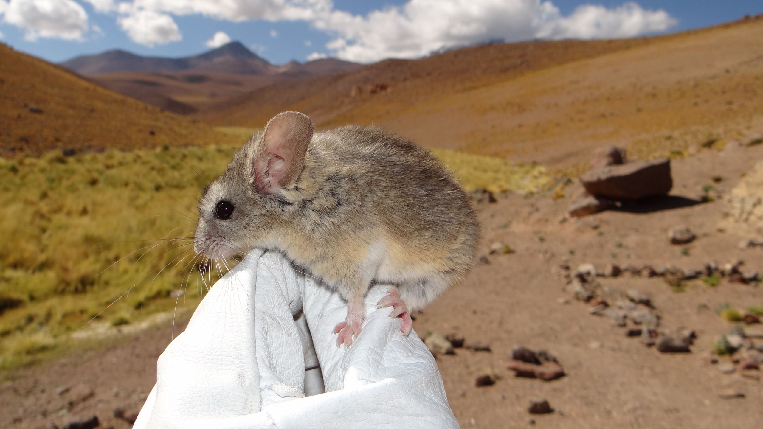 Mice on 'godforsaken' frozen volcanoes eat toxic plants to survive conditions 'not remotely compatible with long-term human survival'