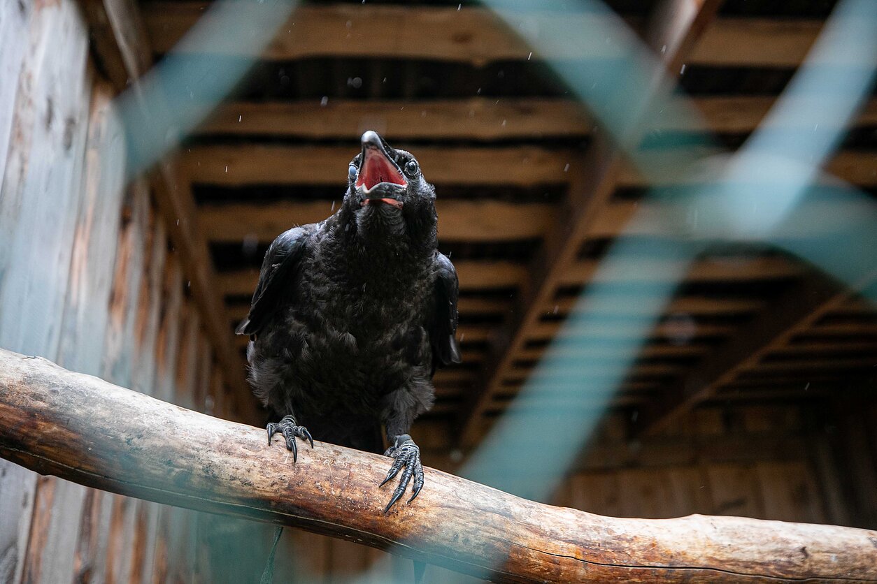 Residents complain about noisy birds, but experts say humans are to blame