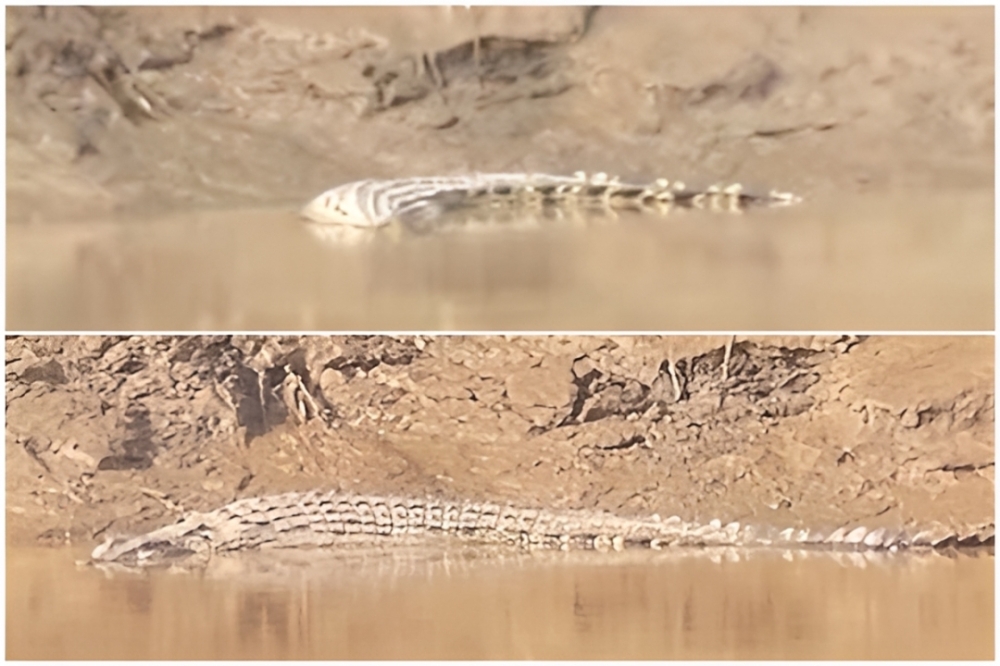 Duas mortes, avistamentos crescentes: Os crocodilos de Sabah estão ficando perigosamente próximos?
