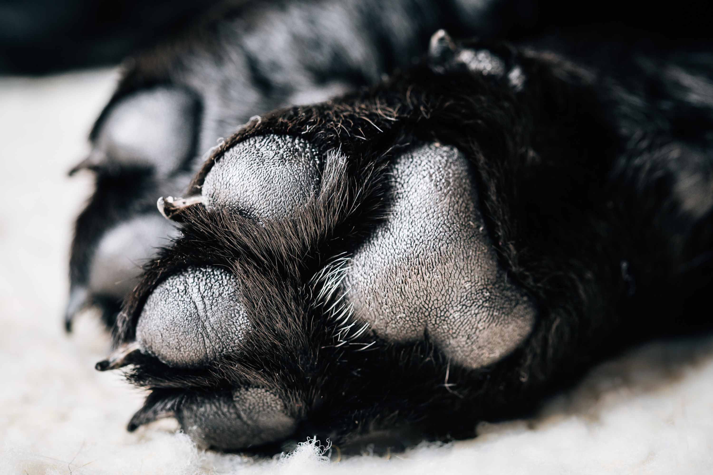 Man acquitted of causing pet dog unnecessary suffering after prosecution blunder