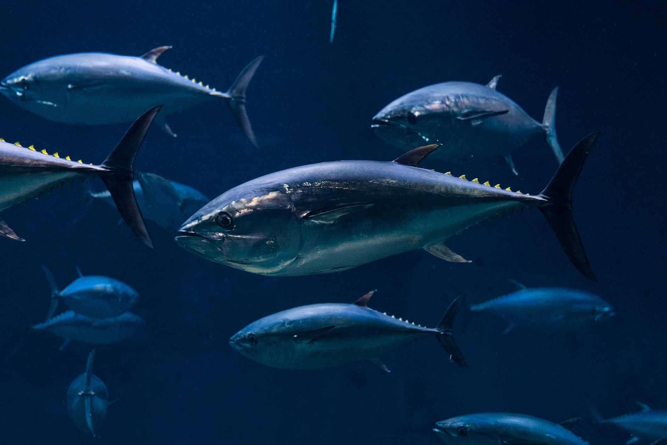Court of Appeal throws out €10,000 tuna farm fine over flawed evidence