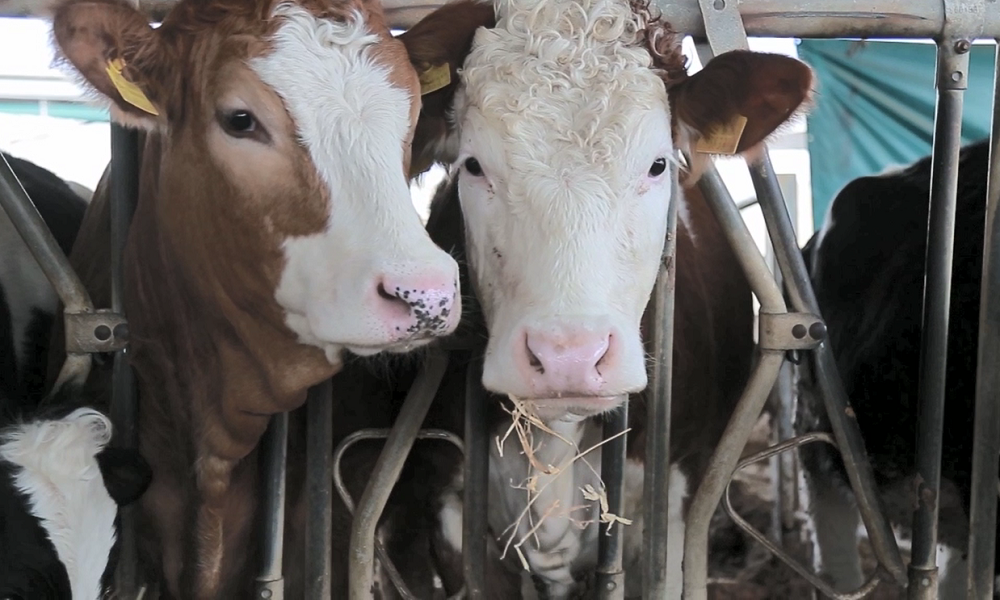 Malta fails to regain TB-free status for its cows