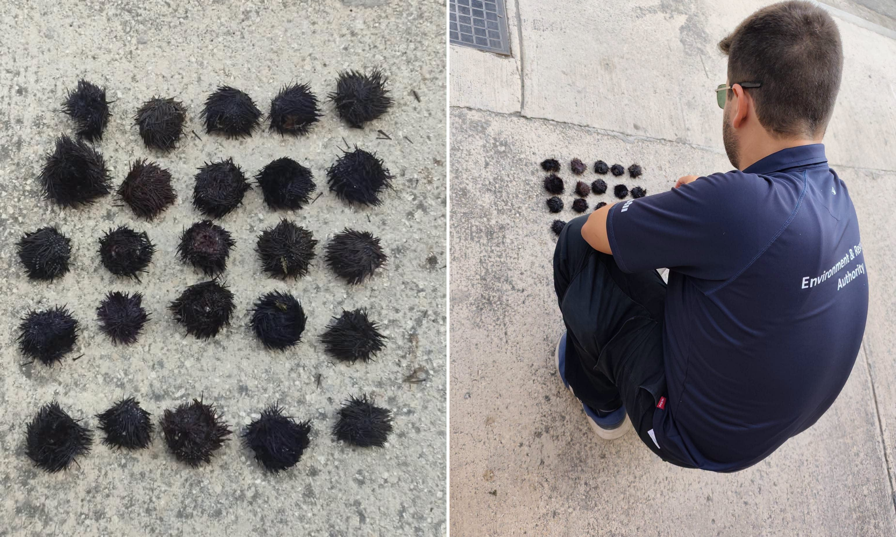 25 sea urchins dead after illegal harvesting in Marsaskala