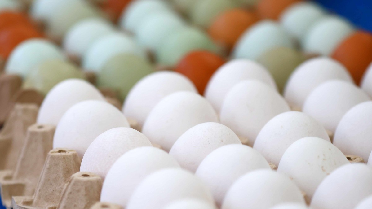 Sernac fiscaliza venta de huevos: Detecta irregularidades en etiquetado y aclara que concepto "gallinas felices" no es legal