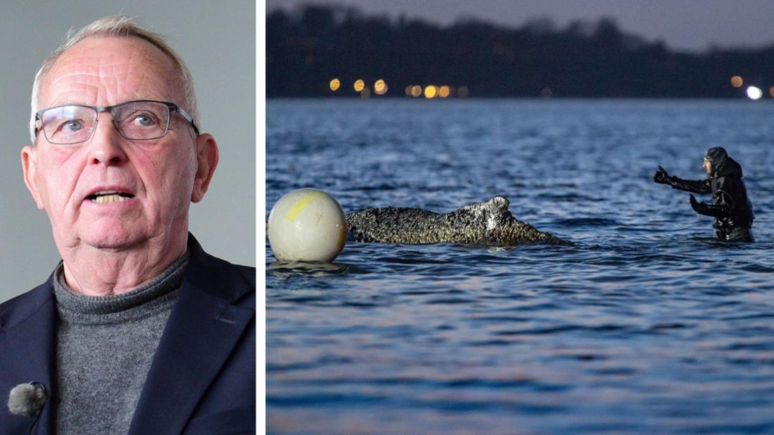 „Wird ein Nachspiel haben“: Minister geht auf umstrittenen Meeresbiologen für Buckelwal-Aktion los