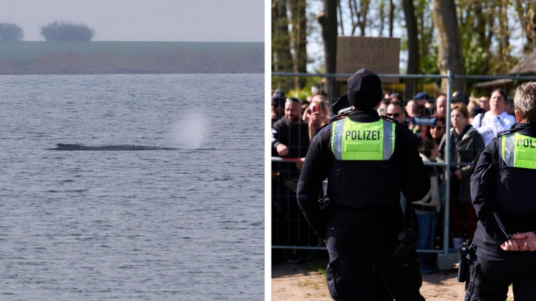 Streit um Rettungsversuche für Ostsee-Wal: Verein beendet Bemühungen – Backhaus mit düsterer Prognose