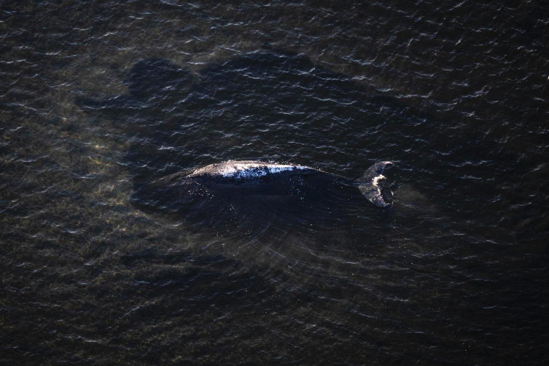 Erneut Wal-Retter eingeflogen: Neues Trio soll jetzt Wende bringen – Tierärztin entsetzt