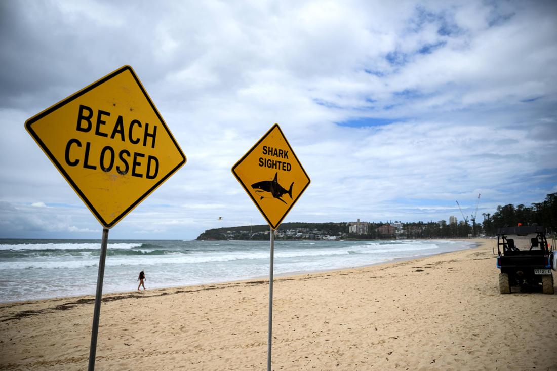 Riesiger Wal-Kadaver angespült, mehrere Haie entdeckt: Urlauberstrände gesperrt