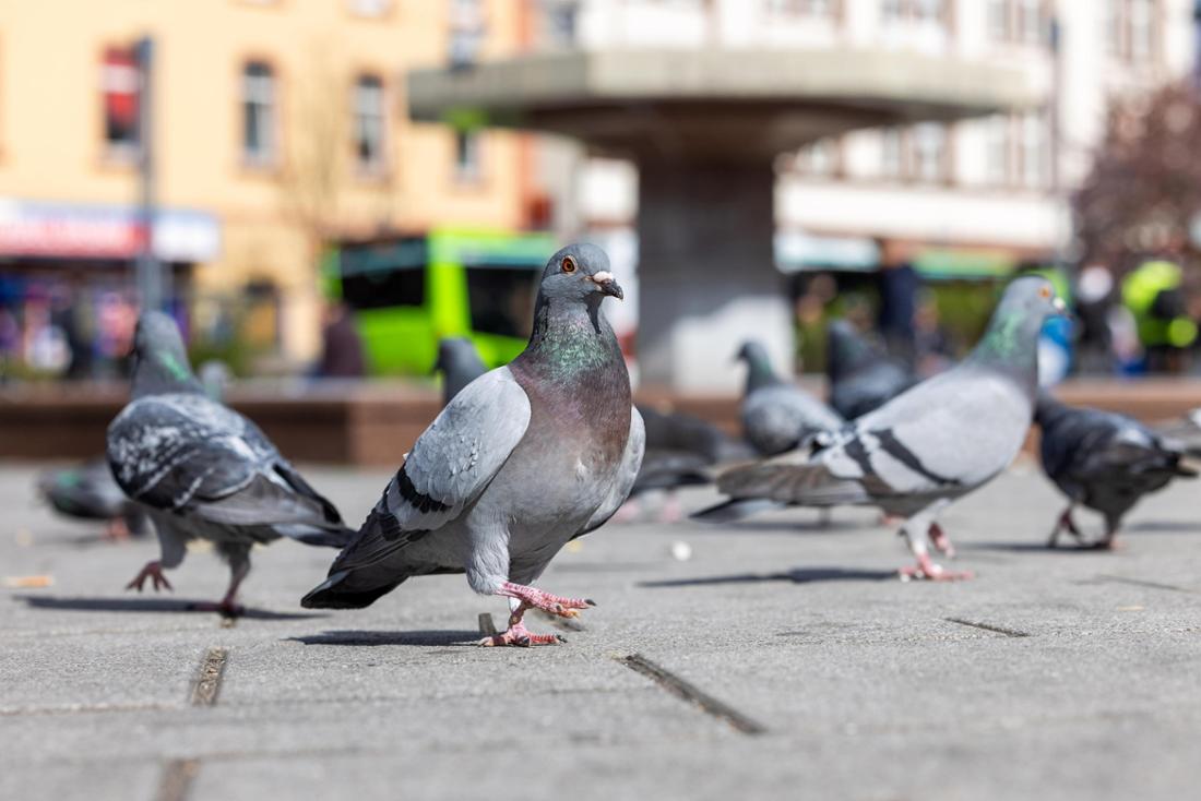 Neue Studie: Vögel haben Angst vor Frauen – Forscher rätseln über Phänomen