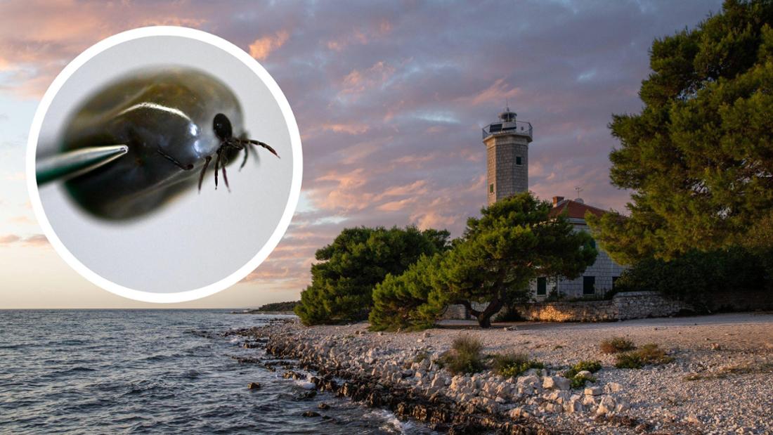 Gefährlicher Krabbel-Alarm auf Adria-Insel – „Kleines Tier, aber so bösartig“