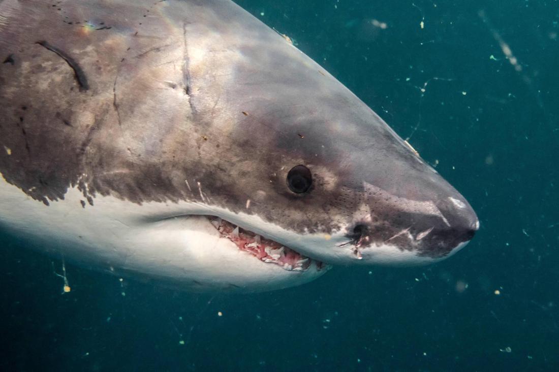 Weißer Hai im Mittelmeer gefilmt: Der König der Meere überrascht eine Gruppe Taucher vor Italien