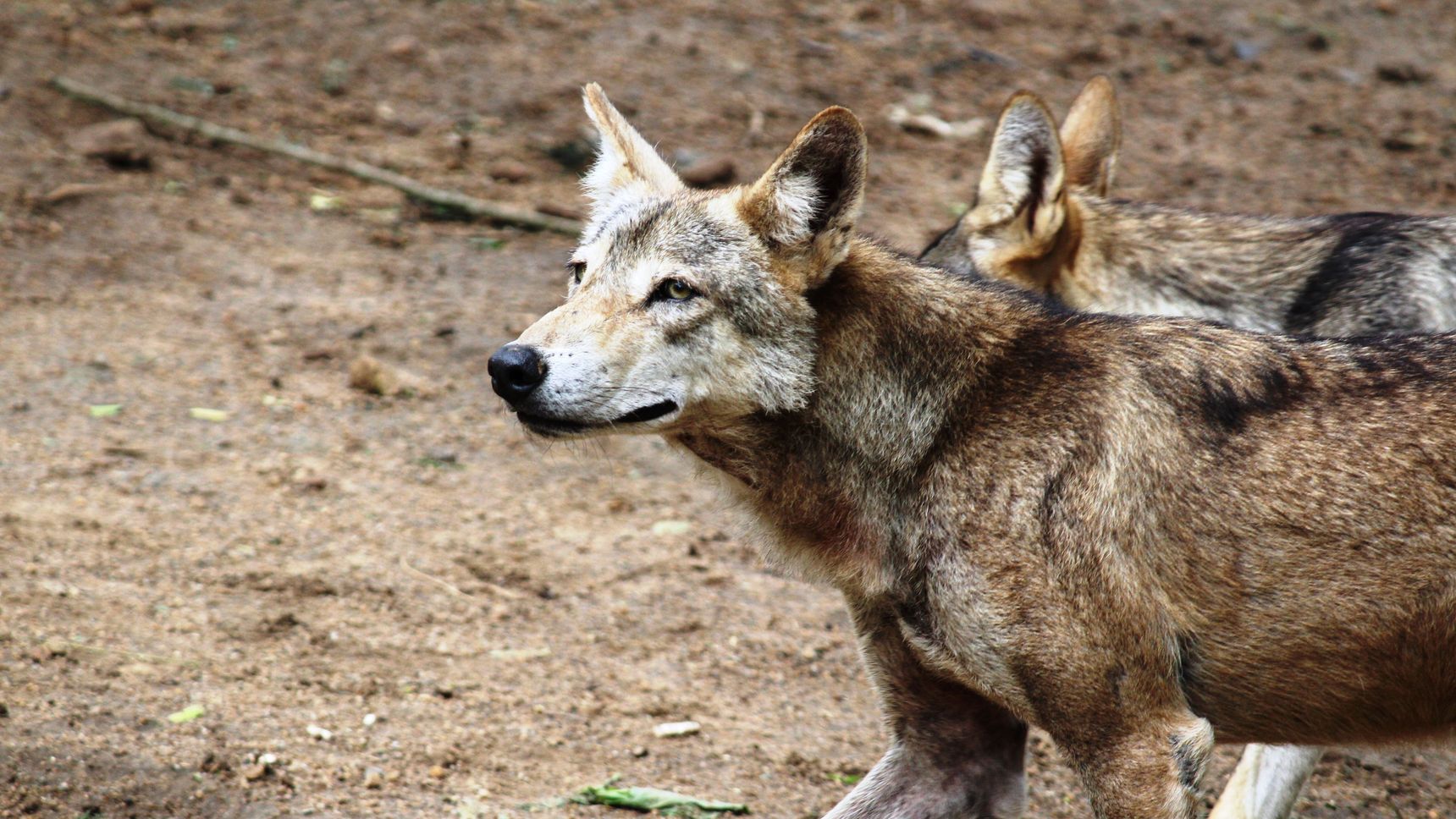 Wolf zorgt voor haast in Den Haag: kabinet wil nieuwe regels nog deze zomer invoeren en de Kamer passeren