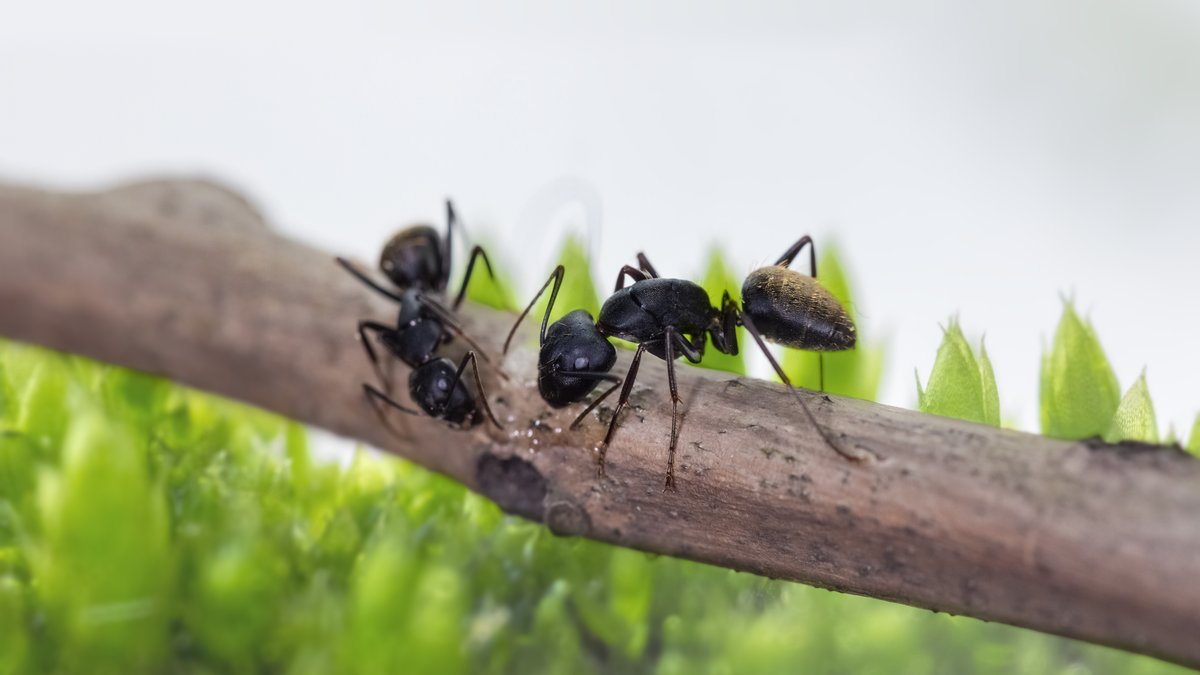 Insects hidden in toilet paper and tubes: Man arrested at airport with over 2,000 ants in his luggage