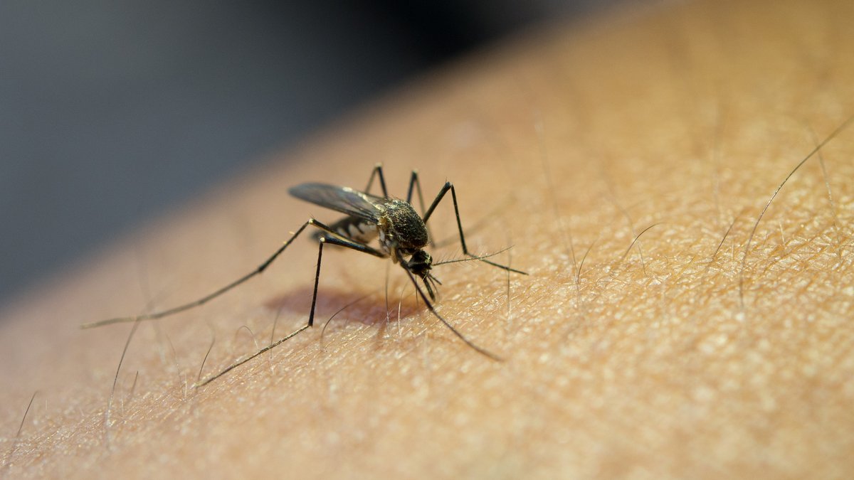 Chikungunya, virus Zika… Comment Google veut éradiquer ces maladies graves en lâchant 32 millions de moustiques dans la nature